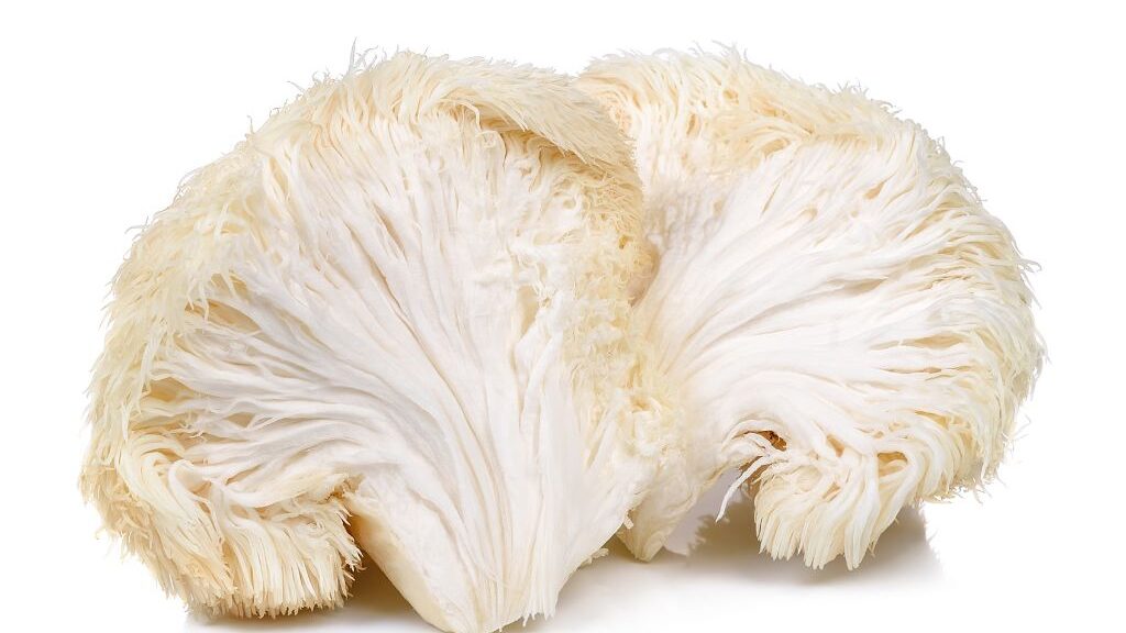 what is lions mane